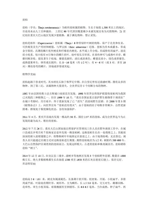 崖柏