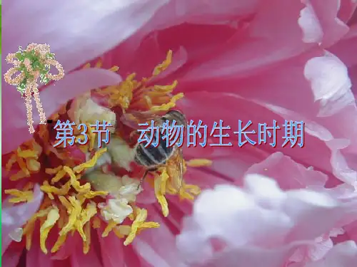 动物的生长时期PPT课件(初中科学)