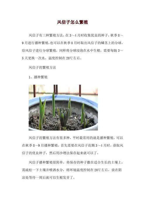 风信子怎么繁殖