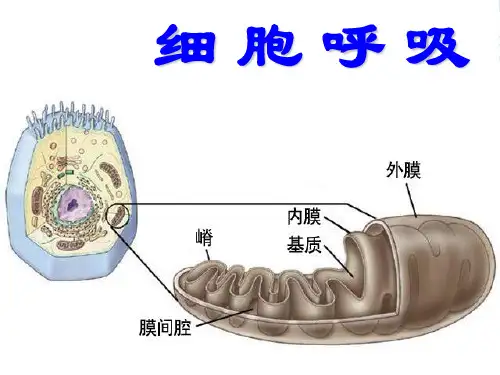 高中生物：第四节细胞呼吸课件浙科版必修1
