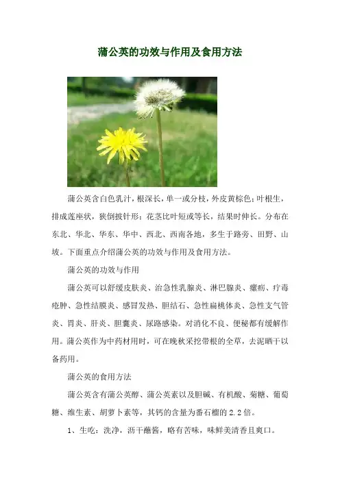 蒲公英的功效与作用及食用方法