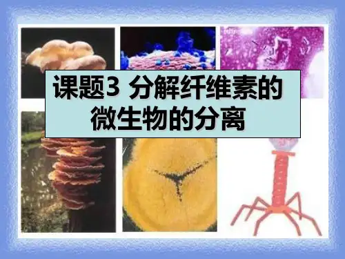 2023人教版选修一课题3《分解纤维素的微生物的分离》ppt