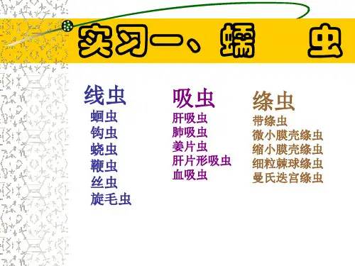 寄生虫学实验课课件：蠕虫(专升本)