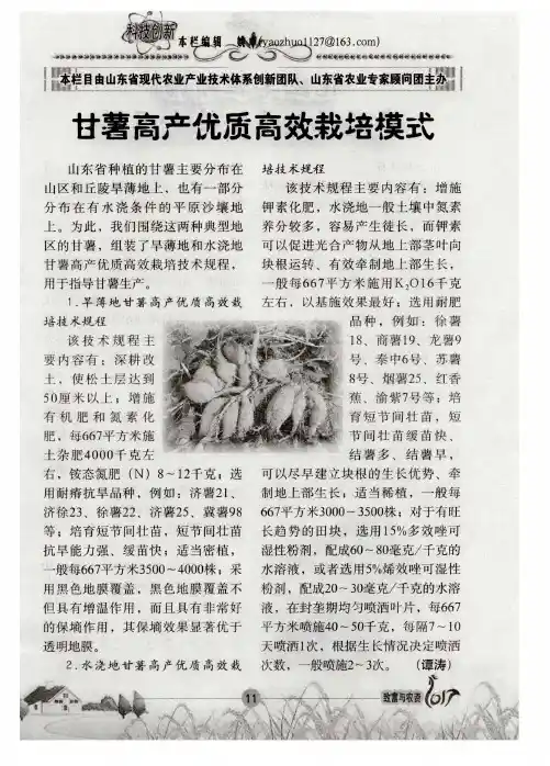 甘薯高产优质高效栽培模式