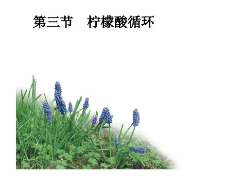 23柠檬酸循环