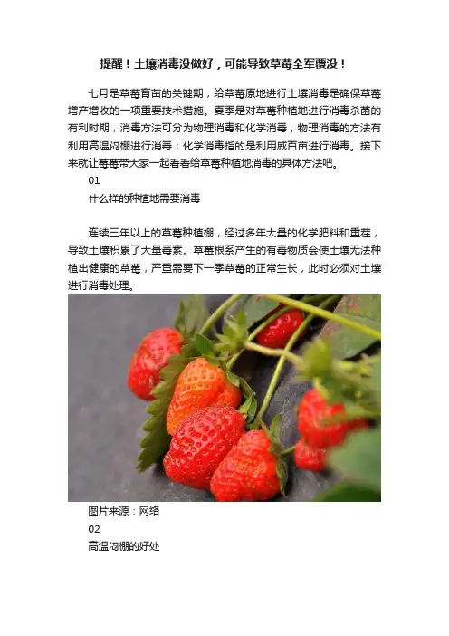 提醒！土壤消毒没做好，可能导致草莓全军覆没！