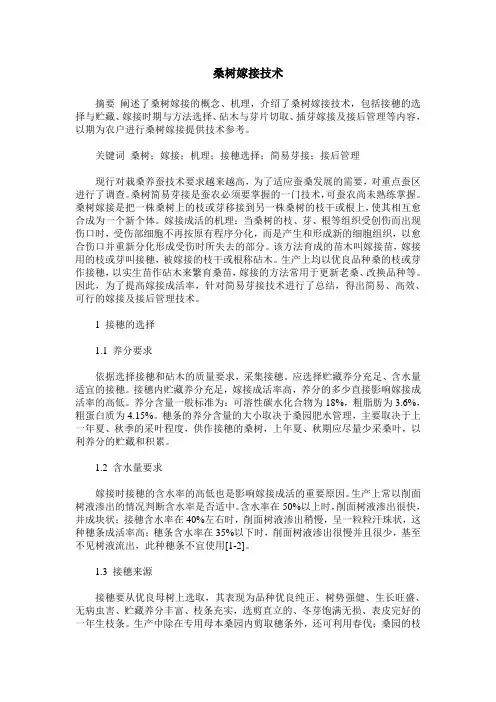 桑树嫁接技术 2