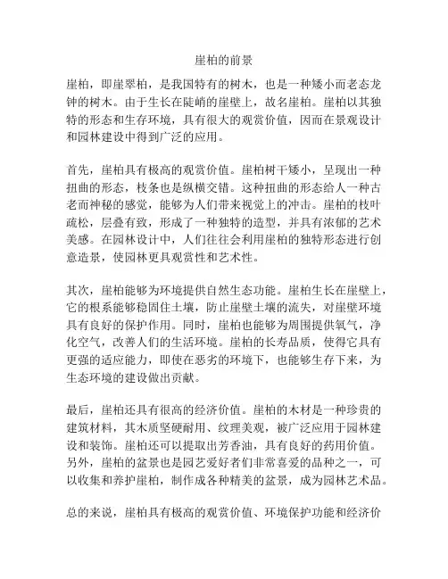 崖柏的前景