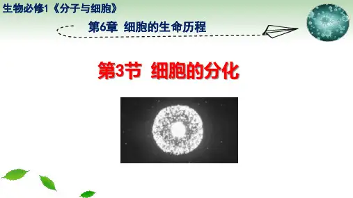 新人教版高中生物必修一第六章细胞的生命历程第2节《细胞分化》公开课课件