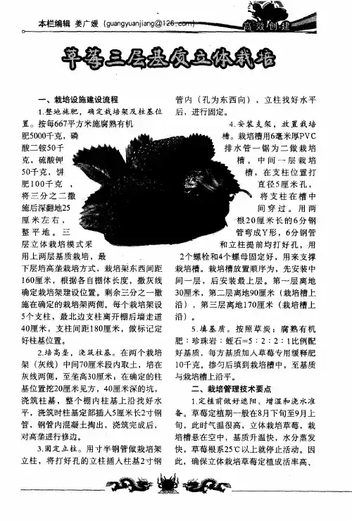 草莓三层基质立体栽培