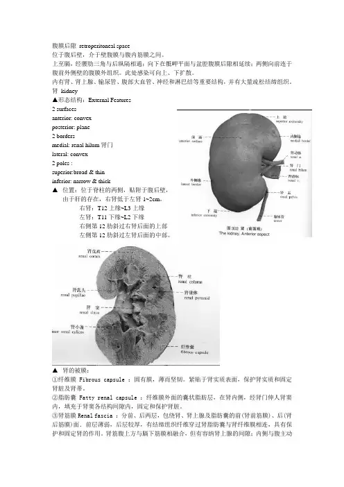局部解剖学复习之腹膜后隙