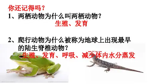 人教版八年级上册生物第五单元第六节鸟课件(32张ppt)