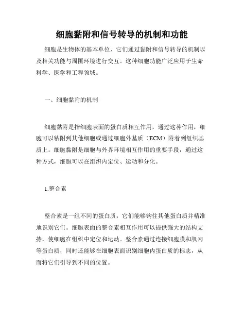 细胞黏附和信号转导的机制和功能