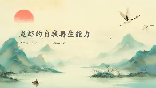 龙虾的自我再生能力