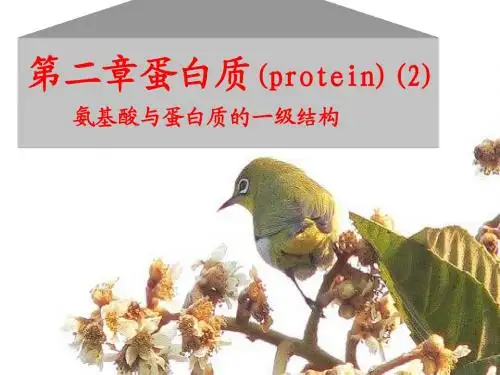 生物化学 第2章 蛋白质(2)