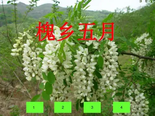 槐乡五月公开课课件.ppt