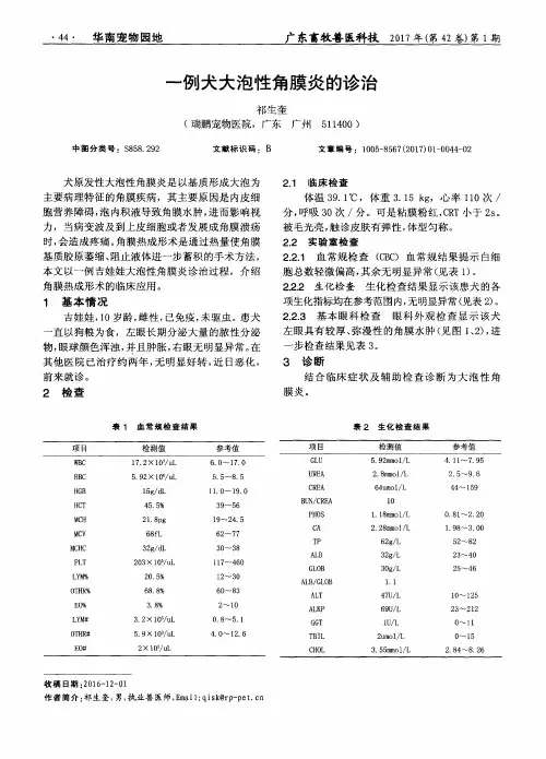一例犬大泡性角膜炎的诊治