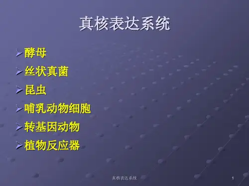 真核表达系统PPT课件