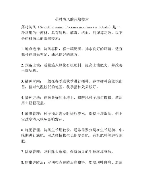 药材防风的栽培技术