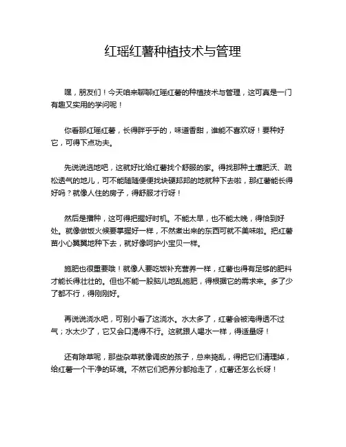 红瑶红薯种植技术与管理