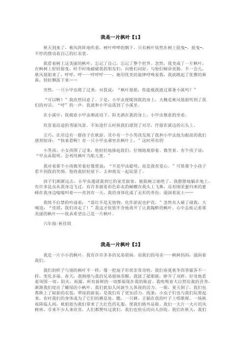 我是一片枫叶作文
