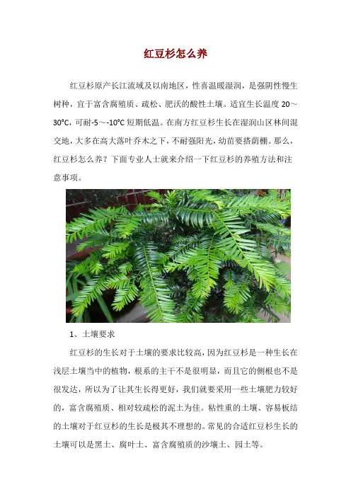红豆杉怎么养