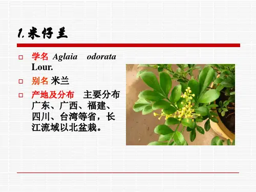 第十九章无患子目楝科ppt课件