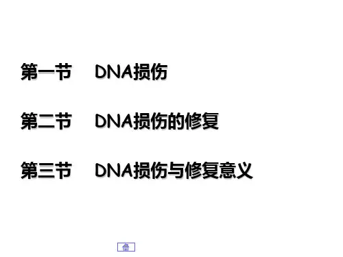 第04章-DNA损伤和修复幻灯片(1)