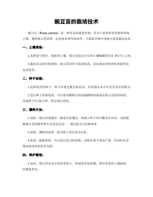 豌豆苗的栽培技术