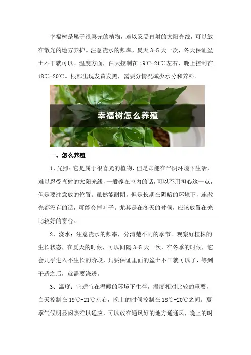 幸福树怎么养殖,根部发黄怎么办