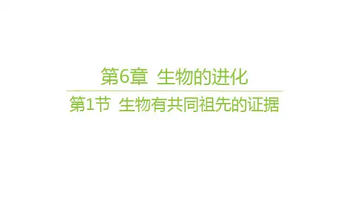 人教版高中生物学必修2精品课件 第6章 生物的进化 第1节 生物有共同祖先的证据