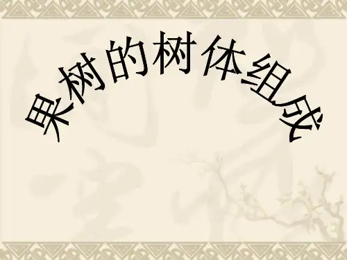 果树的树体组成