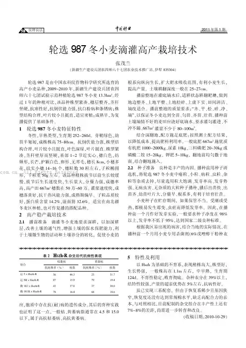 轮选987冬小麦滴灌高产栽培技术