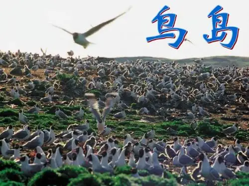《鸟岛》课件1