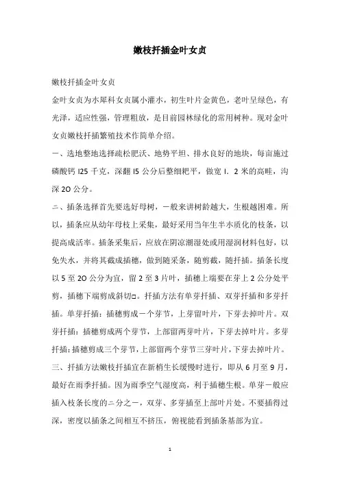 嫩枝扦插金叶女贞