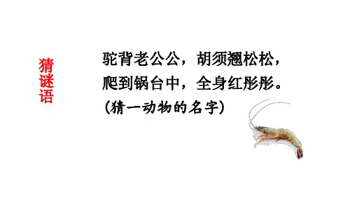 部编人教版三年级语文下册《小虾》精品课件