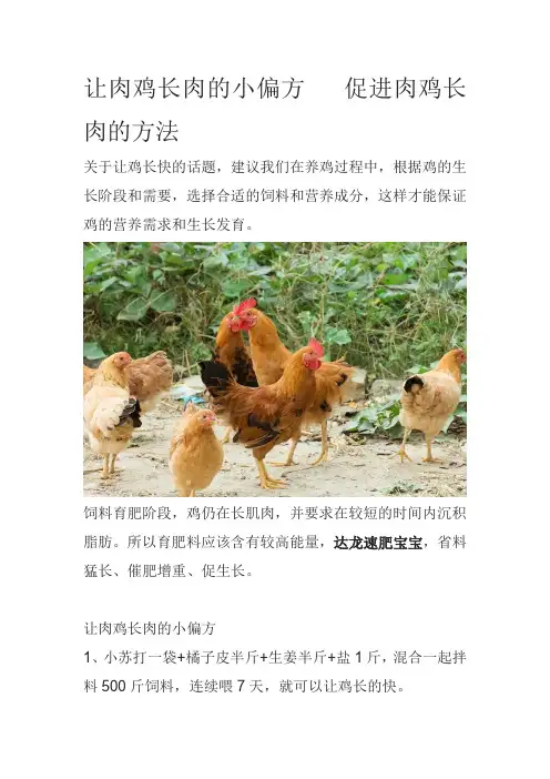 让肉鸡长肉的小偏方促进肉鸡长肉的方法