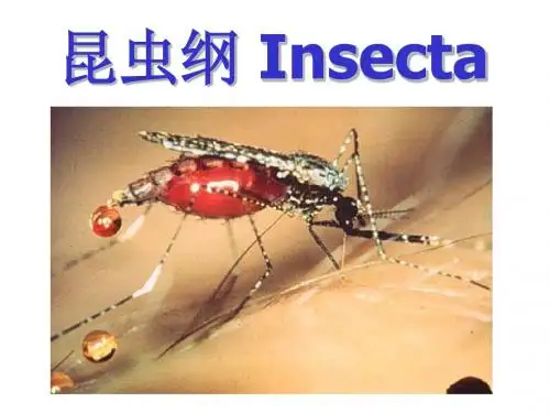 昆虫纲