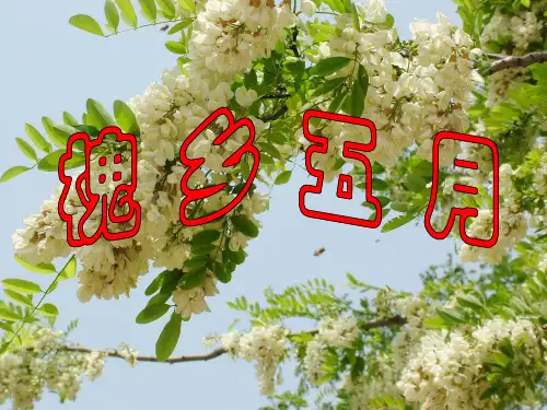 《槐乡五月》一、二课时PPT(完美版)