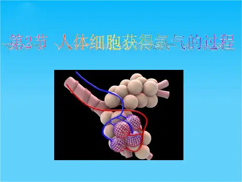 七年级生物下册 第十章 第二节 人体细胞获得氧气的过程课件 北师大版