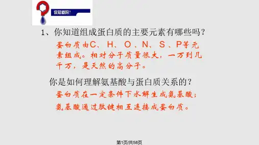 蛋白质和氨基酸PPT课件