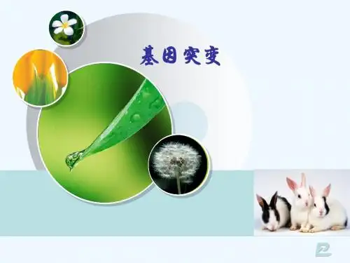 基因突变(公开课)PPT课件