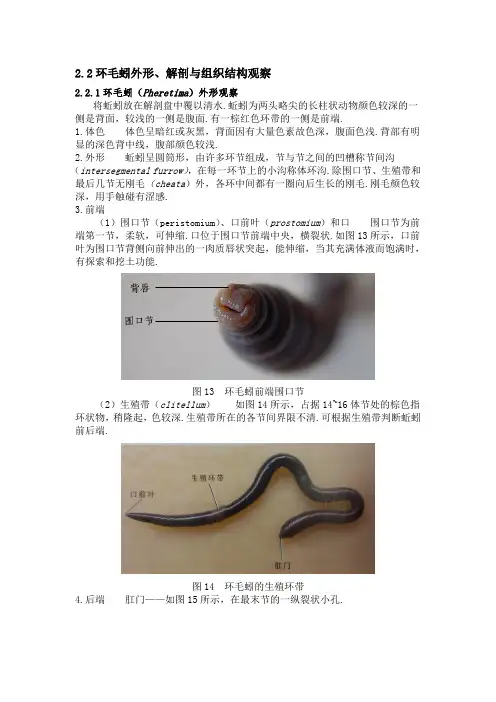 蛔虫与蚯蚓的解剖解剖比较2