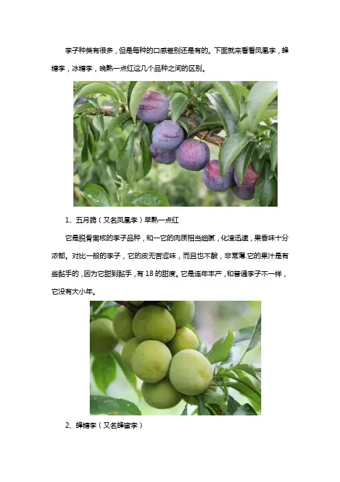 什么李子品种最好吃
