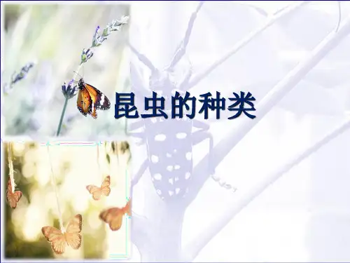 昆虫的种类 ppt课件
