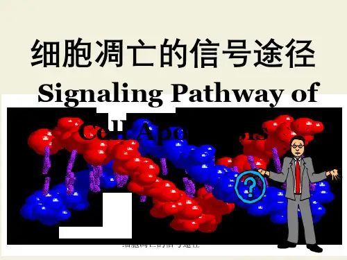 细胞凋亡信号途径