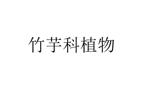 竹芋科植物