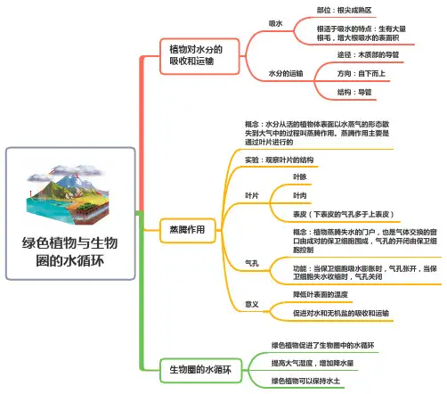 第三单元第三章 绿色植物与生物圈的水循环——七年级上册生物人教版思维导图