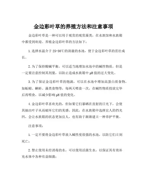 金边彩叶草的养殖方法和注意事项