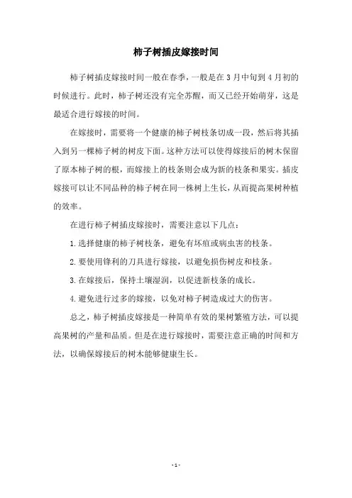 柿子树插皮嫁接时间